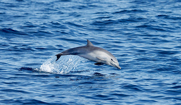 Marco Island, FL Tropical Tiki Tours