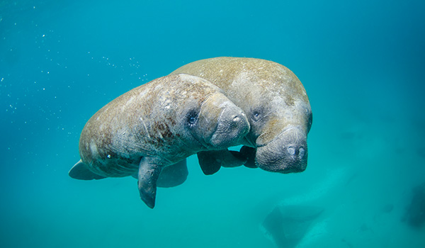 Marco Island, FL Tropical Tiki Tours