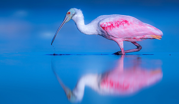 Marco Island, FL Tropical Tiki Tours